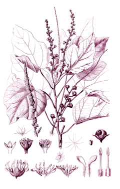 Croton palanostigma Sangre De Grado, Dragon Croton palanostigma Sangre De Grado, Dragon